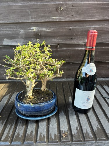 Bonsai tree carmon - tree's,