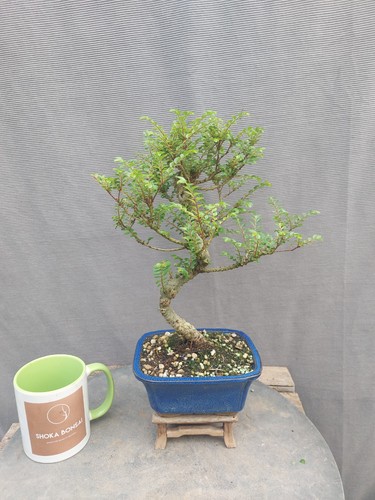 Ulmus parviflora seiju - ulmus, ‘seiju’