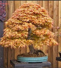 Acer Palmatum Katsura Japanese