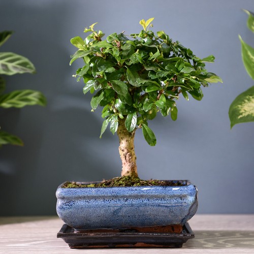Indoor bonsai tree in - t&m,