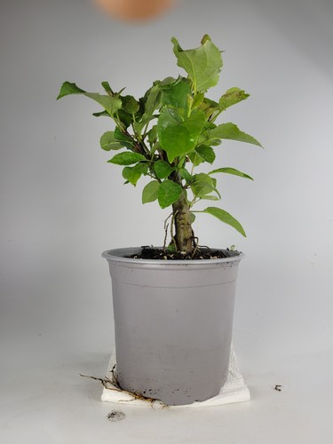 Crab apple starter - starter, bonsai