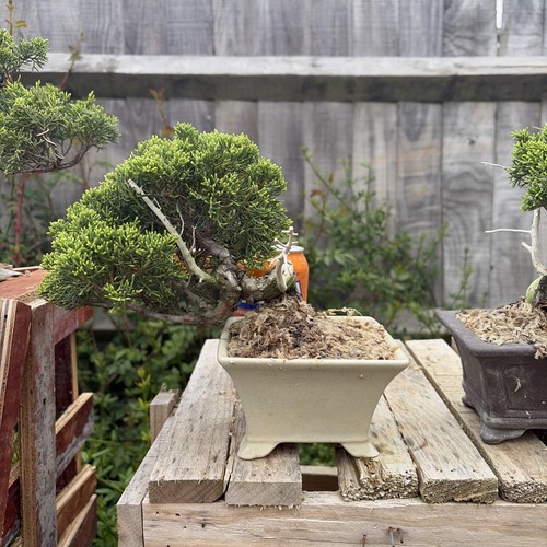 Bonsai tree itoigawa juniper - bonsai,