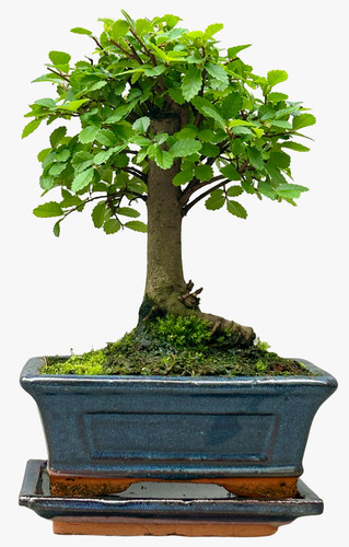 Broom style chinese - broom, bonsai