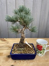 Bonsai Tree Japanese white