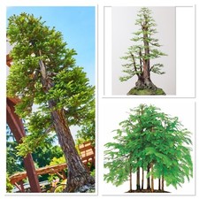 Dawn Redwood Bonsai starter