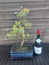 Bonsai Tree Brush Cherry 2