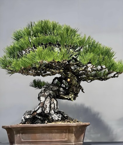Japanese sanhe black pine - japanese,