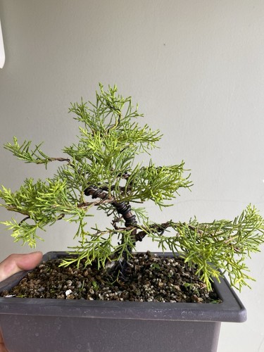 Juniper cabury old gold bonsai - juniper,