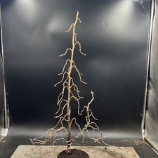  Japanese Larch Bonsai Tree