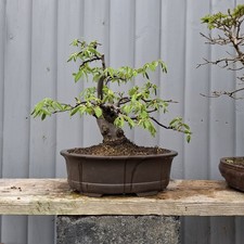 Hornbeam Bonsai Tree