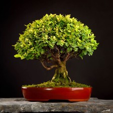 Indoor Bonsai Tree, Zelkova