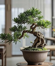 Japanese Buddhist Pine Bonsai