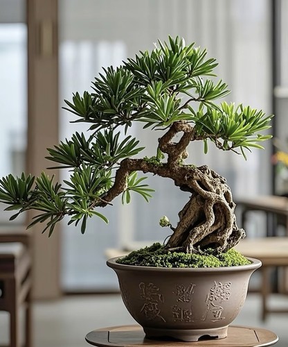 Japanese buddhist pine bonsai - pine,