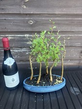 Bonsai Tree's Jap Larch Large