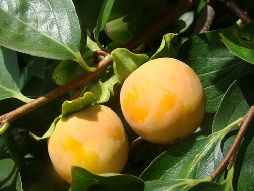 Diospyros kaki sharon fruit - diospyros, kaki,
