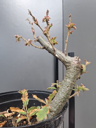 Chunky oak bonsai tree - oak,