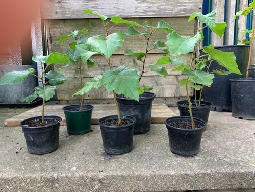 Silver birch saplings organic - saplings.,
