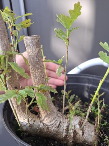 Oak bonsai tree - bonsai, yamadori