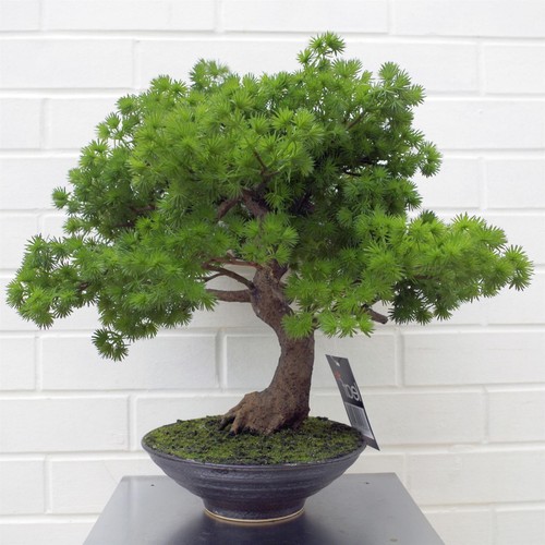 Artificial bonsai tree - bonsai, premium