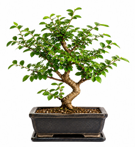 Chinese elm bonsai - bonsai, live