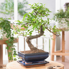 Bonsai Chinese Elm Tree