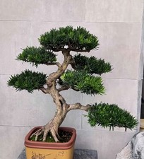 Japanese Buddhist Pine. Bonsai