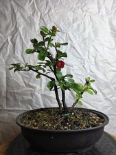 Japanese Quince Triple Trunk