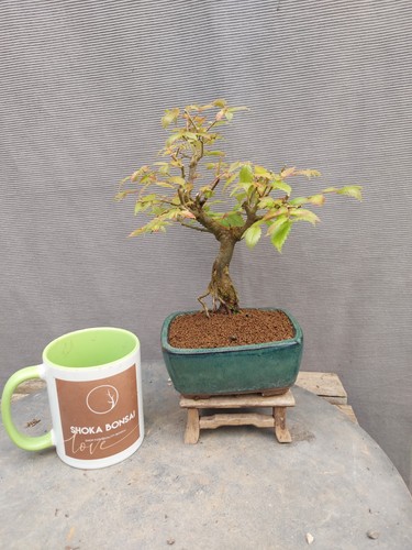 Beautiful shohin zelkova - beautiful,