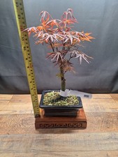 #737 Red acer palmatum bonsai