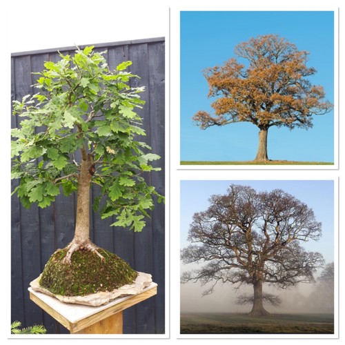 Sessile oak tree - sessile,