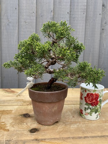 Bonsai tree itoigawa - bonsai,