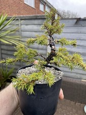 Juniper Bonsai Starter Tree