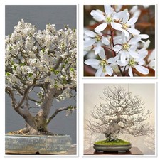 Juneberry blossom tree! 4year