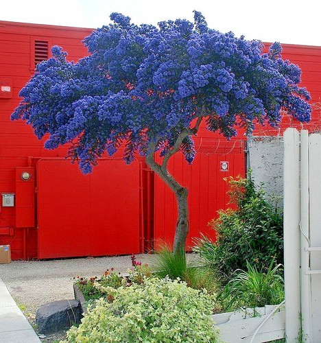 Ceanothus concha california - ceanothus,