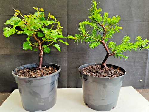 Starter bonsai trees - starter,