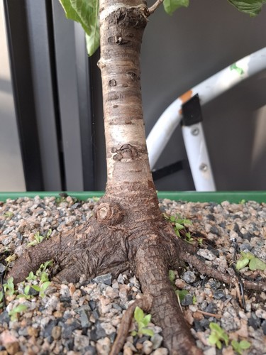 Chunky cherry bonsai - cherry,