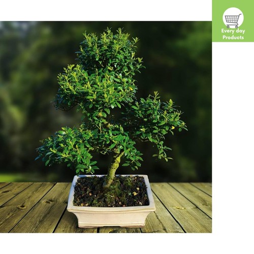 Ilex bonsai tree cm - ilex,