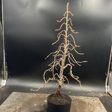  Japanese Larch Bonsai Tree
