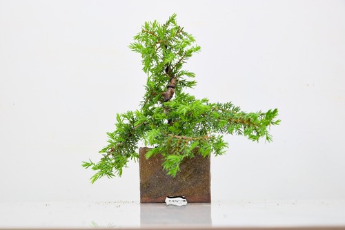 Juniper bonsai 8cm rustic - juniper, in