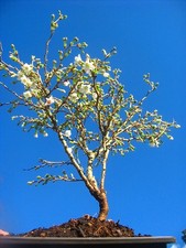 21inch inc. pot Japanese