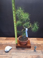 S shape white pine bonsai tree