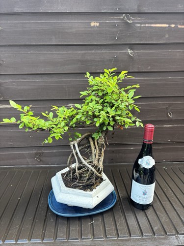 Bonsai tree giant - chinese, elm
