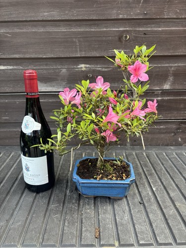 Bonsai tree satsuki - bonsai,