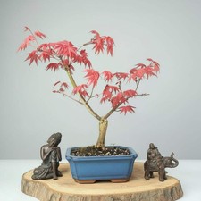 Japanese Maple (Acer) Bonsai
