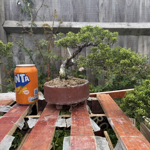 Bonsai tree itoigawa juniper - bonsai,