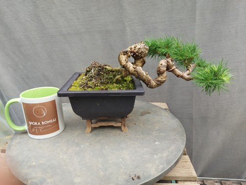 Quality gnarly japanese - japanese, larch