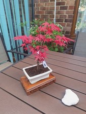 Acer deshojo bonsai tree in 15