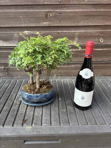 Bonsai tree chinese elm - chinese,