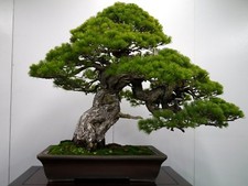 JAPANESE BLACK PINE TREE