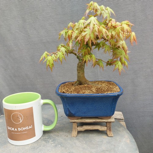 Beautiful shohin japanese - beautiful,